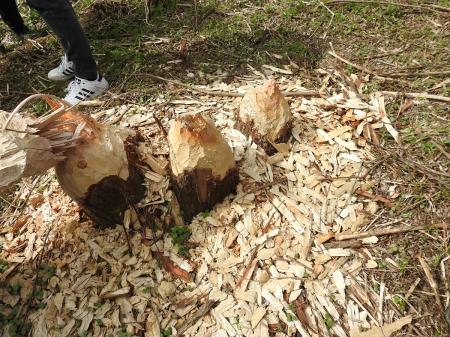 7. april, mednarodni dan bobra in Dan za spremembe 25